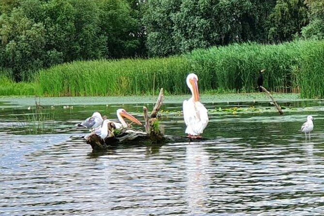 Danube Delta - Private Day-Trip - Bird Watching - Customer Reviews