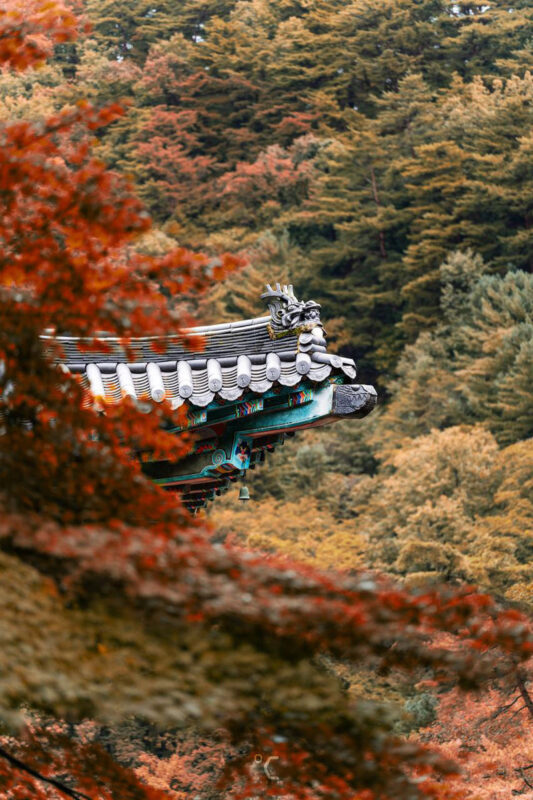 Danyang The Hidden Gem of Korea One Day Tour From Seoul - A long road from Seoul to Danyang