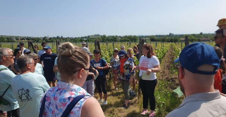 Dare to Alsace Wine With a Feminine Touch - Discovering Feminine Approach to Alsace Wines