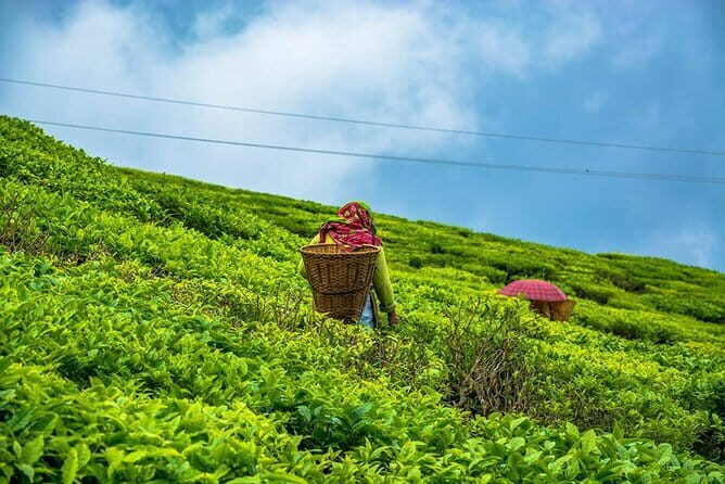 Darjeeling Full-Day Sightseeing Tour with Guide & Transports - Practical Aspects and Value