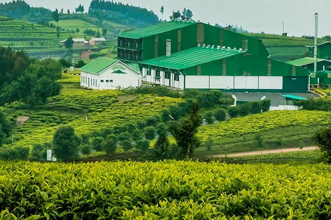 Darjeeling Tea Garden Tour - Itinerary