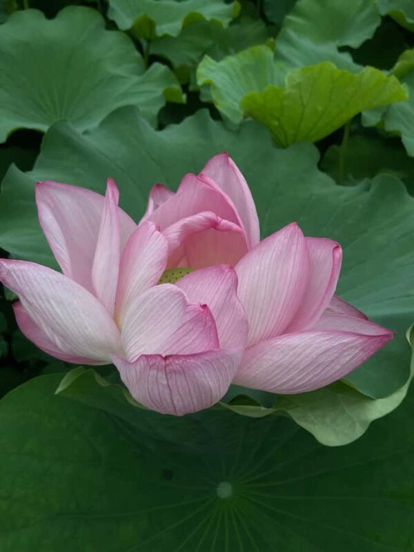 Dark Traditional Tour|The Origin: Mythology and Samurai. Ueno+Yanaka - Final Thoughts: Is This Tour Right for You?