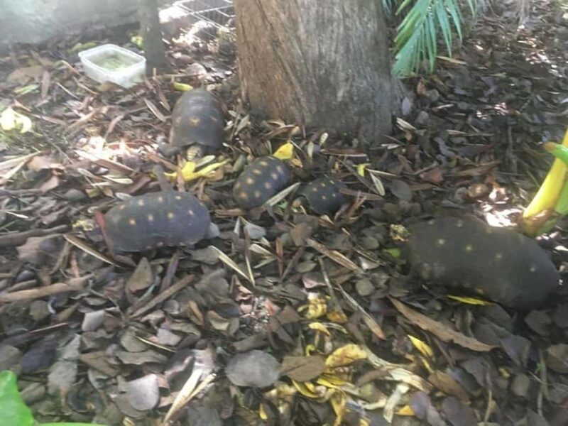 Dark View Falls Tour with Trubb Taxi Tours SVG - Good To Know