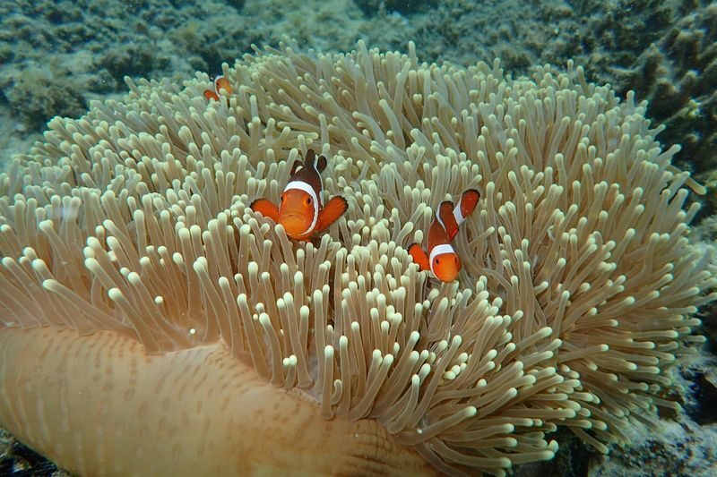 Darocotan Island Day Trip in El Nido - Should you book the Darocotan trip?