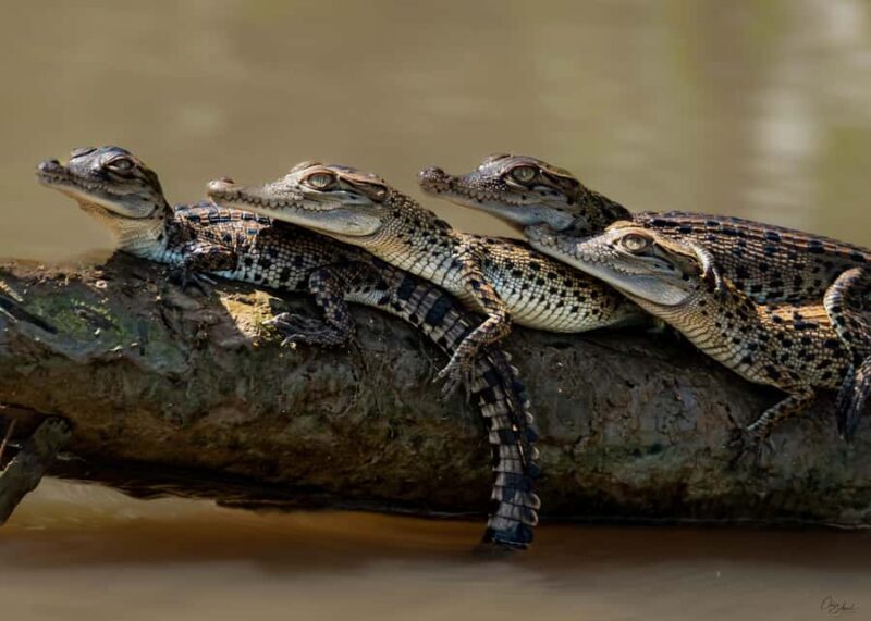 Darwin: Adelaide River Cruises, Jumping Crocodile Experience - Good To Know