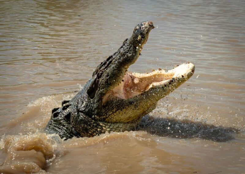 Darwin: Adelaide River Cruises, Jumping Crocodile Experience - An In-Depth Look at the Tour Experience