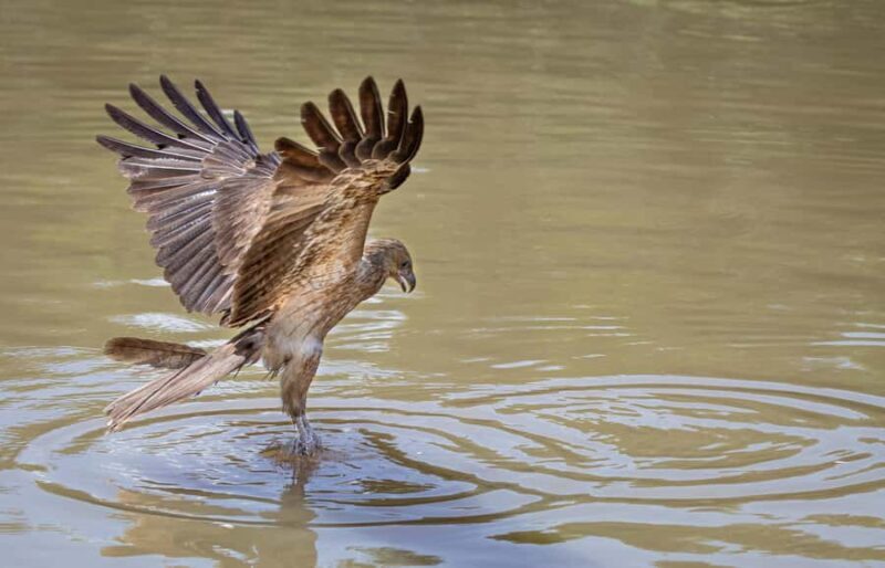 Darwin: Adelaide River Cruises, Jumping Crocodile Experience - Final Thoughts: Is This Tour for You?