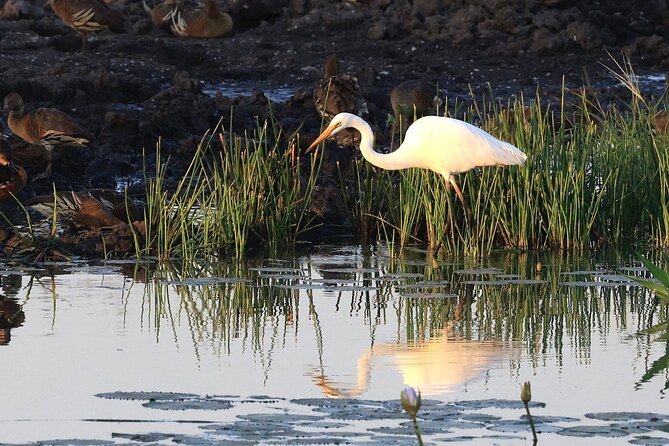 Darwin: Evening Tour to Fogg Dam Wetlands and Humpty Doo Hotel - Traveler Photos and Reviews