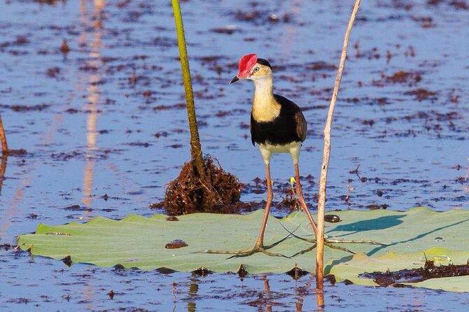 Darwin: Evening Tour to Fogg Dam Wetlands and Humpty Doo Hotel - Highlights From Reviews