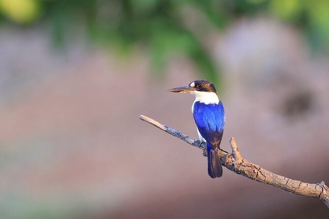 Darwin: Evening Tour to Fogg Dam Wetlands and Humpty Doo Hotel - The Sum Up