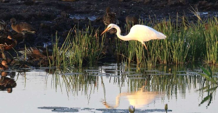 Darwin: Fogg Dam Wetlands Sunset & Humpty Doo Hotel Tour - Tour Details