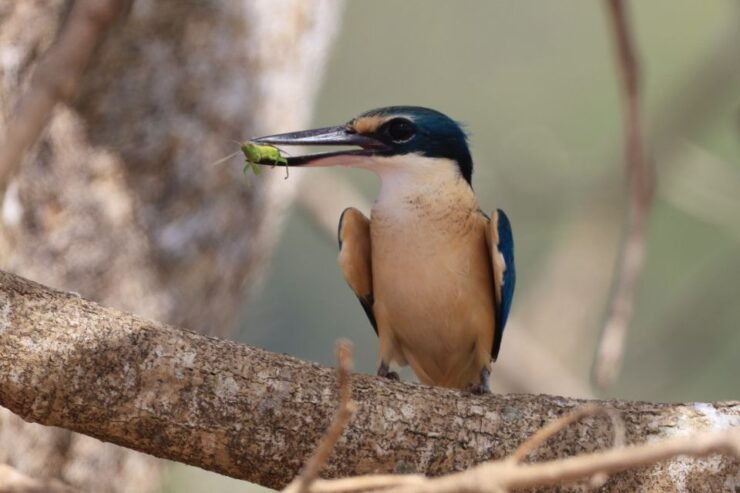 Darwin: Fogg Dam Wetlands Sunset & Humpty Doo Hotel Tour - Booking Information