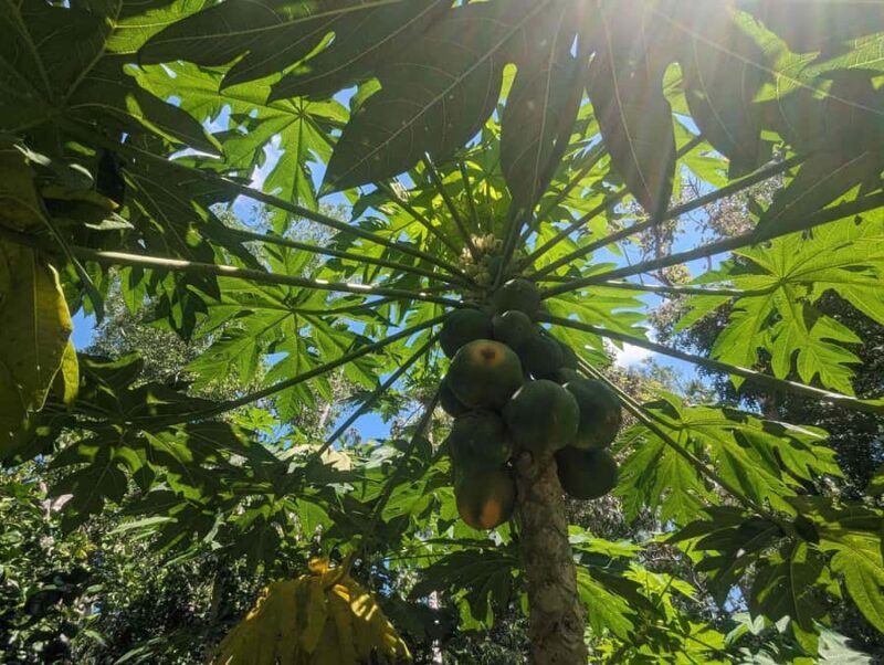 Darwin: Forage for an Outback Gourmet Feast & Sightseeing - Introduction