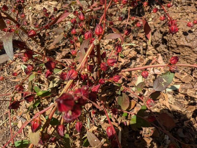 Darwin: Forage for an Outback Gourmet Feast & Sightseeing - In-Depth Look at the Itinerary