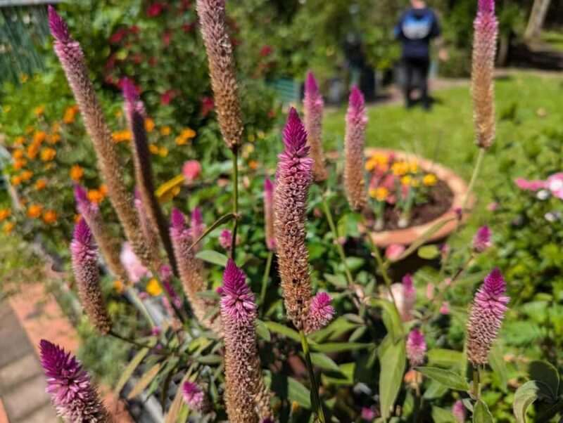 Darwin: Forage for an Outback Gourmet Feast & Sightseeing - Transportation, Duration, and Group Size