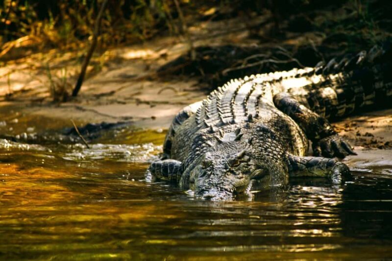Darwin: Jumping Crocodile River Cruise with Shuttle Bus - An In-Depth Look at the Darwin Crocodile Cruise Experience