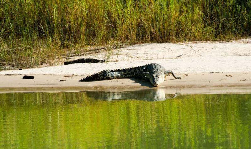 Darwin: Jumping Crocodile River Cruise with Shuttle Bus - Final Thoughts