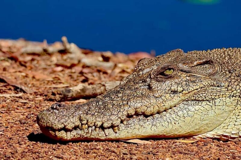 Darwin: Kakadu National Park & Wildlife Full Day Tour - Practical Details and Considerations