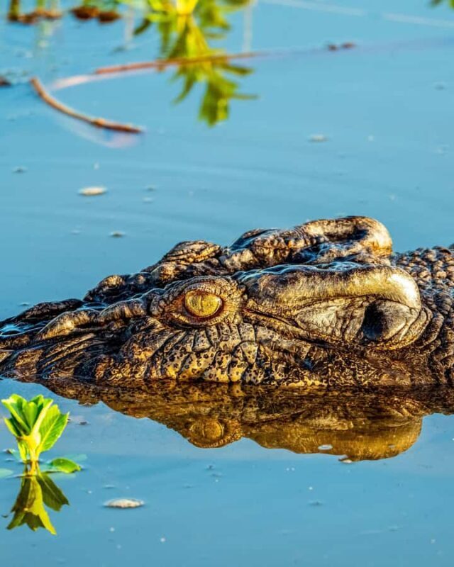 Darwin: Kakadu National Park, Yellow Water River Cruise - Final Thoughts