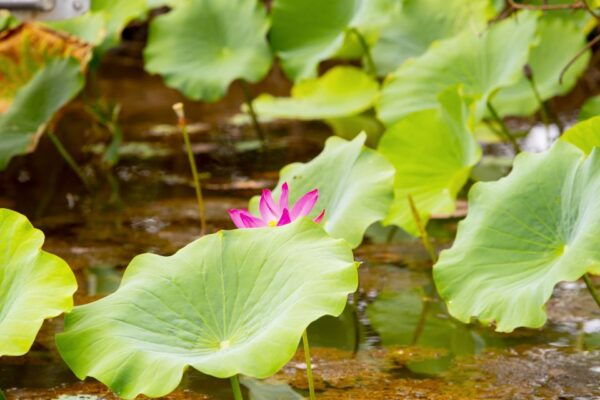 Darwin: Kakadu & Nourlangie Day Trip Plus Billabong Cruise - The Sum Up