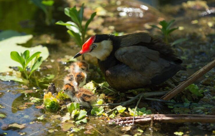Darwin: Mary River Wetlands Wildlife Cruise With Lunch - Activity Details