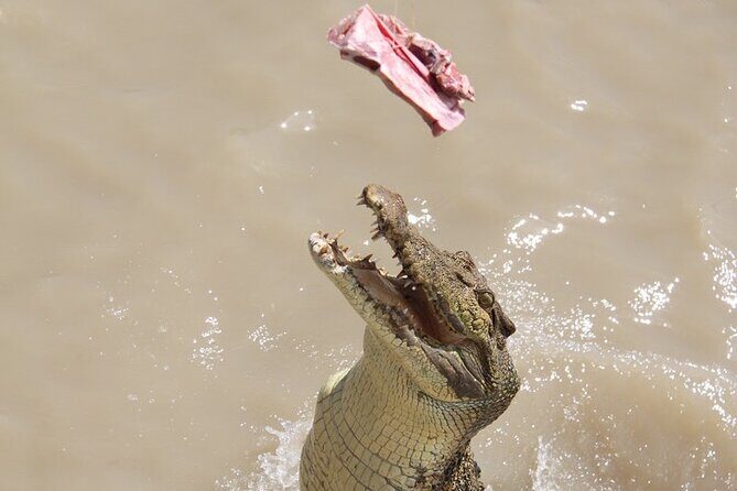 Darwin: Pathfinder Original Jumping Crocodile Cruise - The Sum Up