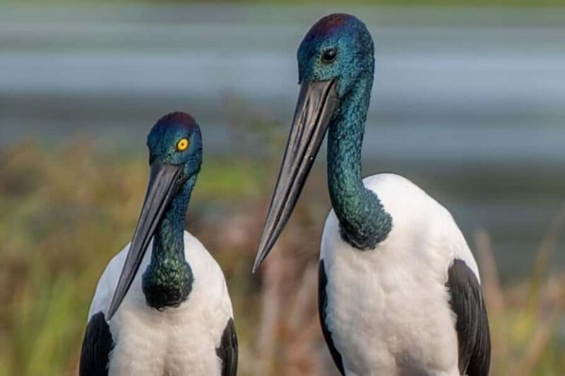 Darwin: Sunset Kakadu National Park with Yellow Water Cruise - Final Thoughts: Who Is This Tour Perfect For?