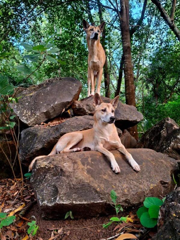 Darwin: Territory Wildlife Park Entry Ticket - Good To Know