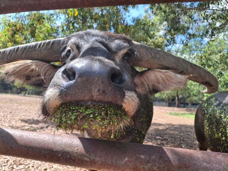 Darwin: Territory Wildlife Park Entry Ticket - What Is the Territory Wildlife Park?