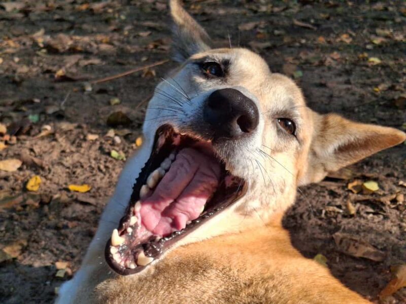 Darwin: Territory Wildlife Park Entry Ticket - What Do Visitors Say?