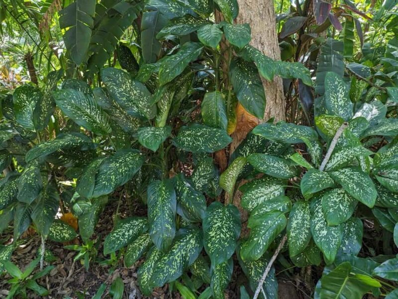 Darwin: Tropical Gardens, Outback Gourmet Meal & Sightseeing - Exploring the Itinerary in Detail