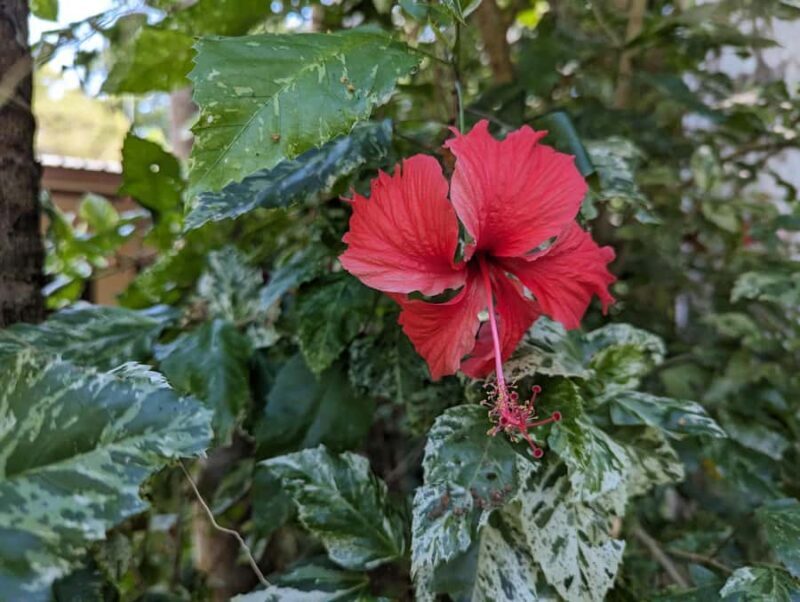 Darwin: Tropical Gardens, Outback Gourmet Meal & Sightseeing - Who Is This Tour Best For?