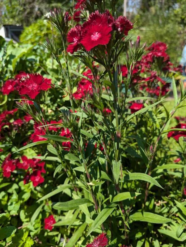 Darwin: Tropical Gardens, Outback Gourmet Meal & Sightseeing - Final Thoughts on Value