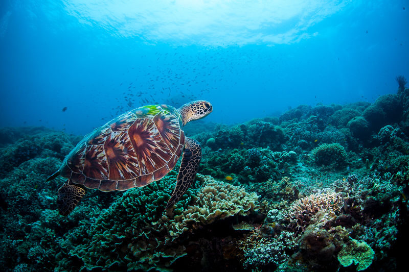 Dauin Marine Sanctuary: Explore Dumaguete with PADI 5</em> Center – What you may see beneath the surface’ /></p>
<p><p>The sanctuary’s draw is a mix of coral formations and marine life. You may see a range of fish, and sea turtles are among the animals mentioned as part of the local ecosystem. The guide can also help you spot smaller creatures, including nudibranchs and seahorses.</p>
</p>
<p><p>Macro life rewards patience and close looking. A nudibranch can be easy to miss if you spend the whole session scanning for large animals, and a guide’s trained eye can help you notice details you might otherwise pass by. That attention to small things is a good reason to choose a guided outing even if you already have scuba experience.</p>
</p>
<p><p>Coral is another focus. The sanctuary is described as having varied formations, with colors and textures that make the underwater setting worth observing slowly. The exact conditions and sightings can change, of course, so treat particular animals as possibilities, not guarantees.</p>
</p>
<p><p>Guides also provide context about the ecosystem and conservation efforts. That can add value beyond simply seeing marine life: you have someone available to explain what you are looking at and why protecting the area matters. The amount of interpretation you receive may depend on the day and the group, so ask questions when you have the chance.</p>
</p>
<div style="margin: 20px 0; padding: 15px 0;"><p>You can also read our reviews of more tours and experiences in Dumaguete.</p><ul style="margin: 10px 0; padding: 0; list-style: none;"><li style="margin: 0 0 10px 0; padding: 0 0 10px 0; border-bottom: 1px solid #eee; display: flex; align-items: flex-start; gap: 12px; line-height: 1.4;"><a href="https://veronikasadventure.com/apo-island-wonders-snorkel-with-sea-turtles-in-dumaguete-2/" aria-hidden="true" tabindex="-1"><img decoding="async" style="width: 80px; height: 60px; object-fit: cover; border-radius: 4px; flex-shrink: 0;" src="https://veronikasadventure.com/wp-content/uploads/2026/04/apo-island-wonders-snorkel-with-sea-turtles-in-dumaguete-2-150x150.jpg" alt="" loading="lazy"></a><div><a href="https://veronikasadventure.com/apo-island-wonders-snorkel-with-sea-turtles-in-dumaguete-2/">Apo Island Wonders: Snorkel with Sea Turtles in Dumaguete</a><br><span style="font-size: 0.82em; color: #555; margin-top: 2px;"><span style="color: #f5a623;">★</span> 4.1 · 13 reviews</span></div></li><li style="margin: 0 0 10px 0; padding: 0 0 10px 0; border-bottom: 1px solid #eee; display: flex; align-items: flex-start; gap: 12px; line-height: 1.4;"><a href="https://veronikasadventure.com/dumaguete-apo-island-snorkel-with-turtle-tour-2/" aria-hidden="true" tabindex="-1"><img decoding="async" style="width: 80px; height: 60px; object-fit: cover; border-radius: 4px; flex-shrink: 0;" src="https://veronikasadventure.com/wp-content/uploads/2026/03/dumaguete-apo-island-snorkel-with-turtle-tour-2-150x150.jpg" alt="" loading="lazy"></a><div><a href="https://veronikasadventure.com/dumaguete-apo-island-snorkel-with-turtle-tour-2/">Dumaguete Apo Island Snorkel with turtle Tour</a><br><span style="font-size: 0.82em; color: #555; margin-top: 2px;"><span style="color: #f5a623;">★</span> 4.8 · 9 reviews</span></div></li><li style="margin: 0; padding: 0; border-bottom: none; display: flex; align-items: flex-start; gap: 12px; line-height: 1.4;"><a href="https://veronikasadventure.com/dumaguete-dolphin-watching-manjuyod-sandbar-private-tour/" aria-hidden="true" tabindex="-1"><img decoding="async" style="width: 80px; height: 60px; object-fit: cover; border-radius: 4px; flex-shrink: 0;" src="https://veronikasadventure.com/wp-content/uploads/2024/01/dumaguete-dolphin-watching-manjuyod-sandbar-private-tour-150x150.jpg" alt="" loading="lazy"></a><div><a href="https://veronikasadventure.com/dumaguete-dolphin-watching-manjuyod-sandbar-private-tour/">Dumaguete: Dolphin Watching & Manjuyod Sandbar Private Tour</a><br><span style="font-size: 0.82em; color: #555; margin-top: 2px;"><span style="color: #f5a623;">★</span> 3.8 · 8 reviews</span></div></li></ul></div><h2 id="section-2">A small group and a guide who explains clearly</h2>
<p><img src=