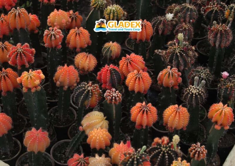 Davao: Full-Day Tour to Bansalan and Kapatagan - A Deeper Look into the Itinerary