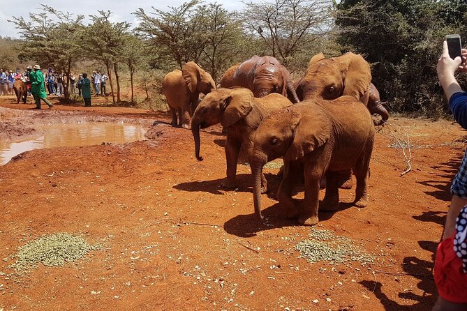 David Sheldrick Elephant Orphanage & Bomas of Kenya - Professional Guide and Small Group