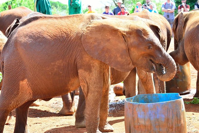 David Sheldrick Elephant Orphanage Half-Day Tour From Nairobi - Reviews