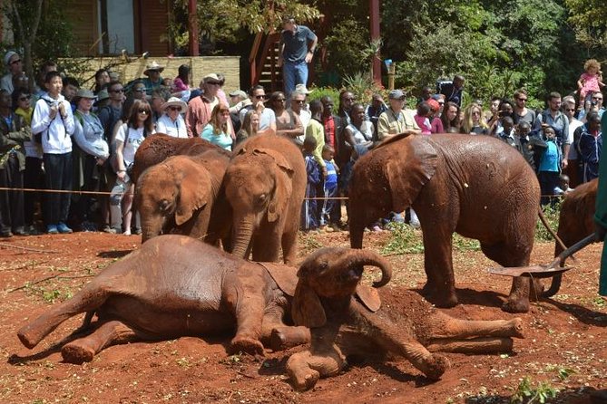 David Sheldrick Elephant Orphanage Half-Day Tour From Nairobi - Background