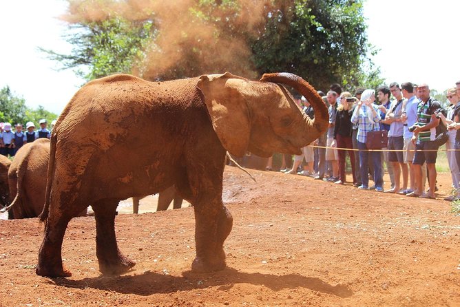 David Sheldrick Elephant Orphanage Half-Day Tour From Nairobi - The Sum Up