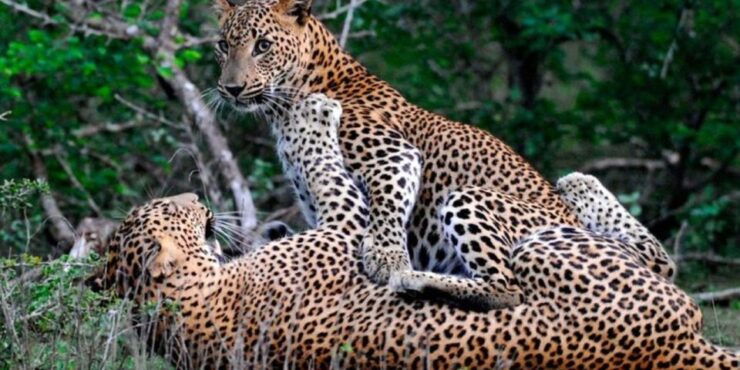 Dawn Safari Adventure in Yala National Park" - Booking Details