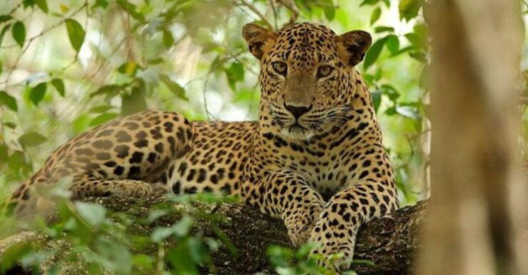 Dawn Safari Adventure in Yala National Park" - Activity Duration and Highlights