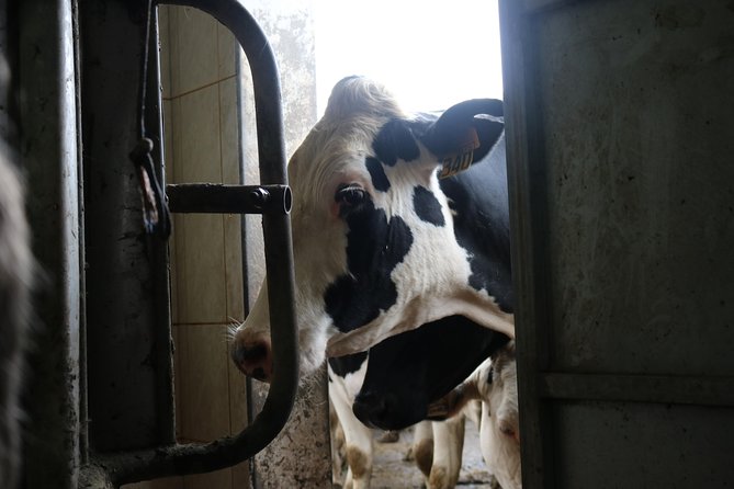 Day at the Farm - Farm Tour Highlights