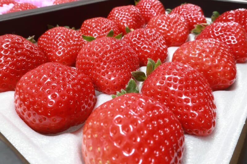 Day Bus Trip to Fruits Pick & Dazaifu, Yanagawa in Fukuoka - Discover Fukuoka in a Day: Fruits, Culture, and Canals