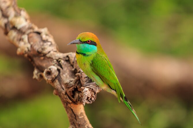 Day Excursion at Udawalawe National Park From Galle - Personalized Attention