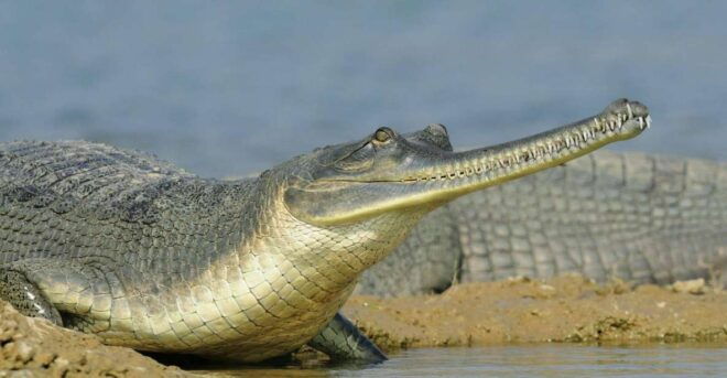 Day Excursion From Agra (Chambal Boat Safari) - Activity Highlights