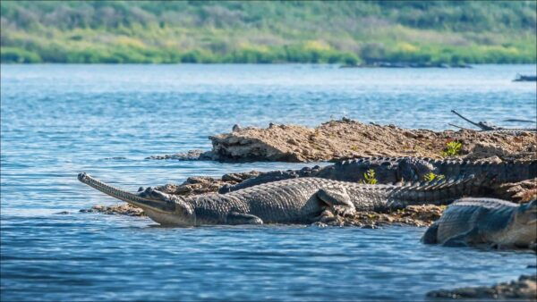 Day Excursion From Agra (Chambal Boat Safari) - Booking Information