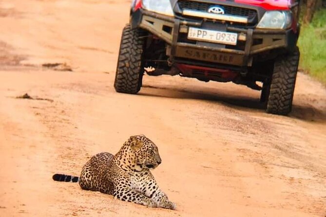 Day Excursion From Colombo to Yala Safari (Leopard Safari Tour) - Wildlife Safari Experience Begins