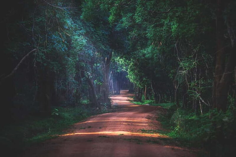 Day Excursion Sigiriya, Dambulla & Ritigala Archaeological - Good To Know