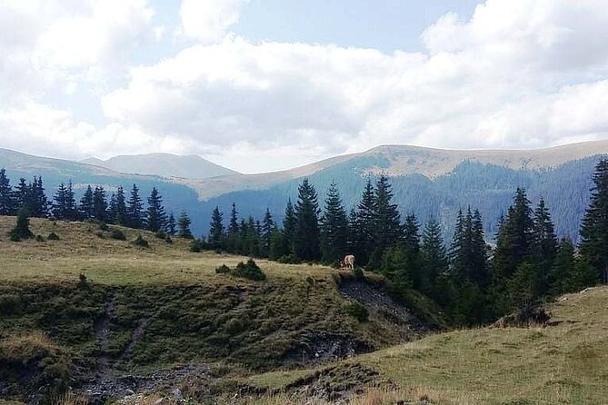 Day Excursion To Gulmarg From Srinagar With Lunch - Recommendations