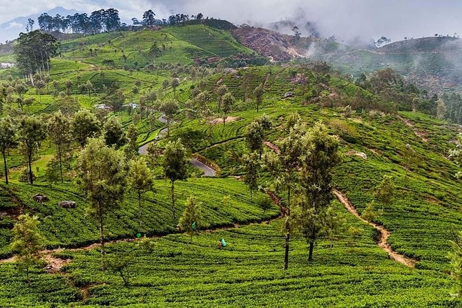 Day Excursion to Lipton Seat & Dambatenne Tea Factory From Ella - Tour Inclusions